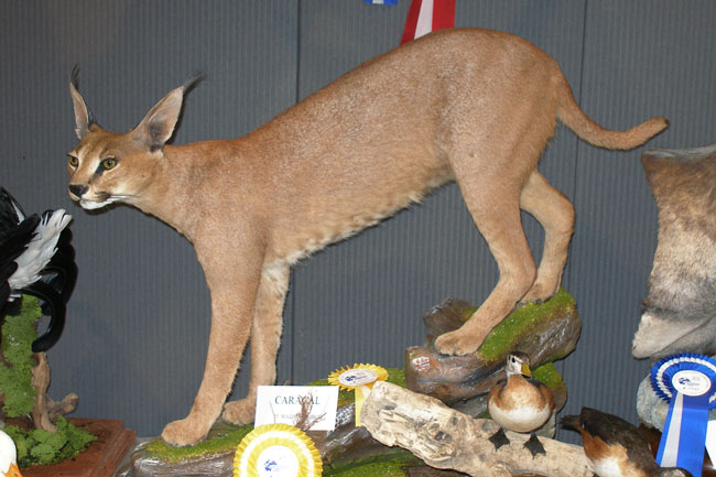 2007-caracal